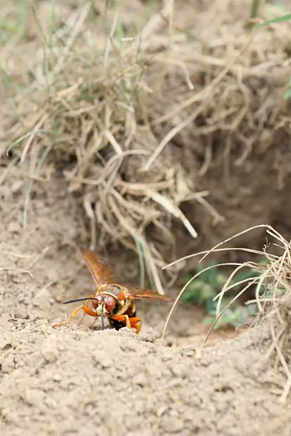 Cicada killer at its burrow entrance.