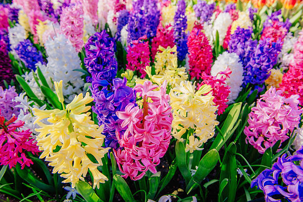 istock Group of beautiful multicolored hyacinths. Holland. 491789526