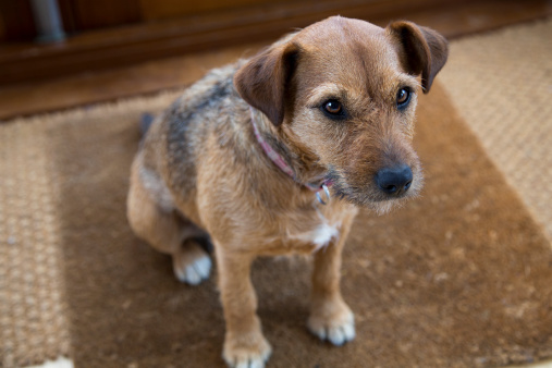 Terrier sitting on doormat waiting patiently