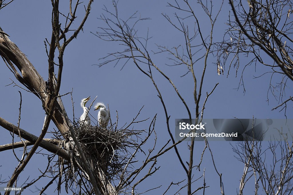 two tiny birds roosting in a nest up in a tree Great egret chicks (Ardea alba), in nest over natural ocean slough. Animal Stock Photo