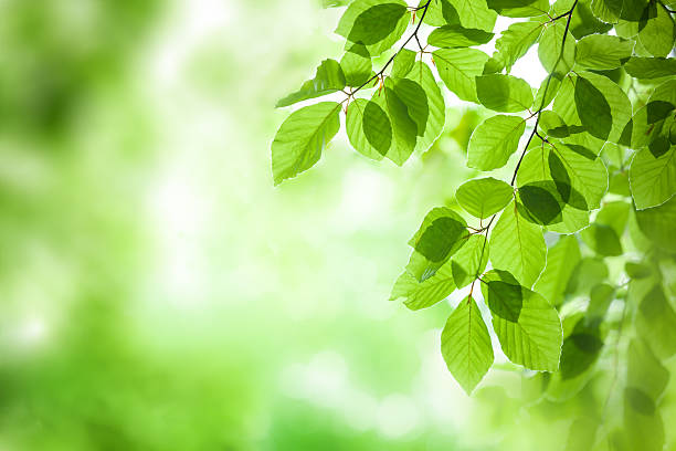 istock Green Leaf - XXXL Nature Background 491789693