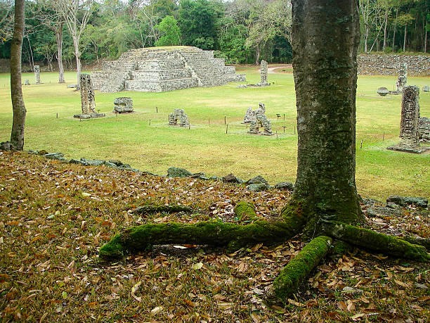 istock Tropical Tree Overlooking Mayan Gran Plaza Temple Copan Honduras 491790079