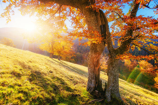 istock Forest Road in the autumn. Autumn Landscape. 491790236