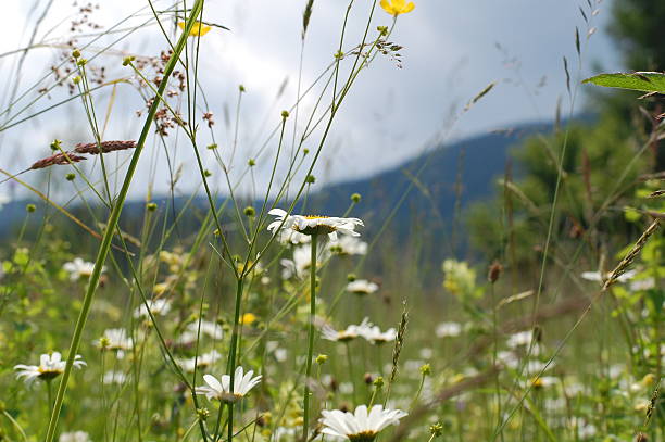 istock Daisy flower on mountain in the Carpathians, Ukraine 491790314