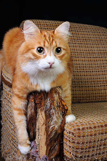 istock Pet and furniture 491790784