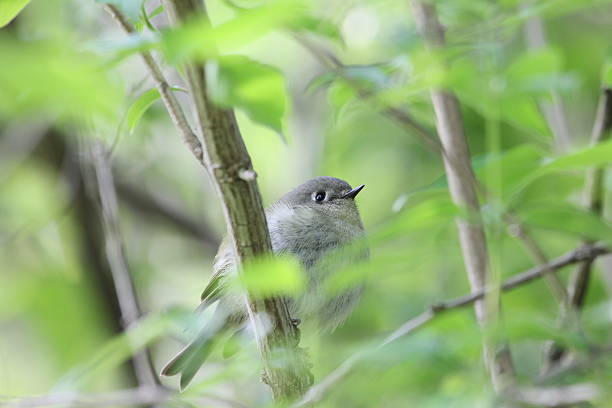 little bird in bush - action alertness animal bird photos et images de collection