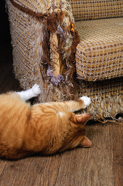istock Pet and furniture 491790984
