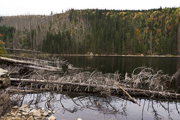 istock mountain lake in the woods 491791002
