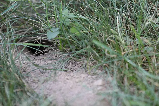 Cicada killer's burrow in the grass.