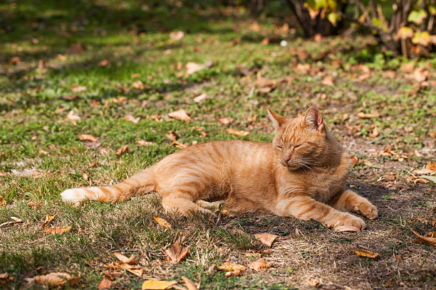 istock cat resting  in the garden 491791116