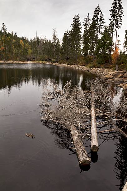 istock mountain lake in the woods 491791200