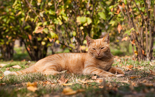 istock cat resting  in the garden 491791214