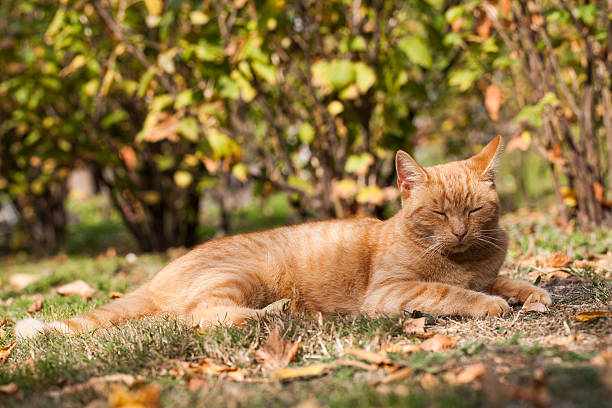 istock cat resting  in the garden 491791434