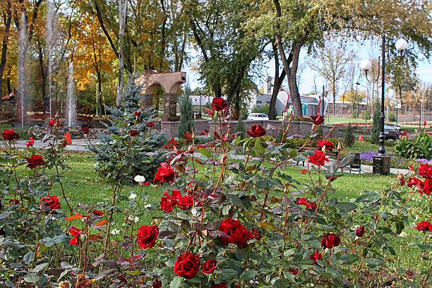 istock autumn park In Donesk. 491791594