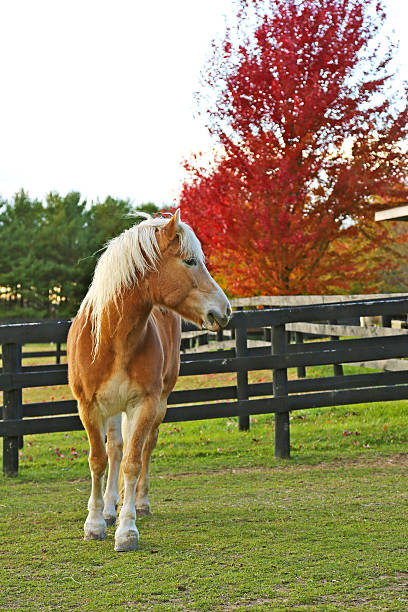 A gorgeous Haflinger mare walks toward the camera on a fall day.