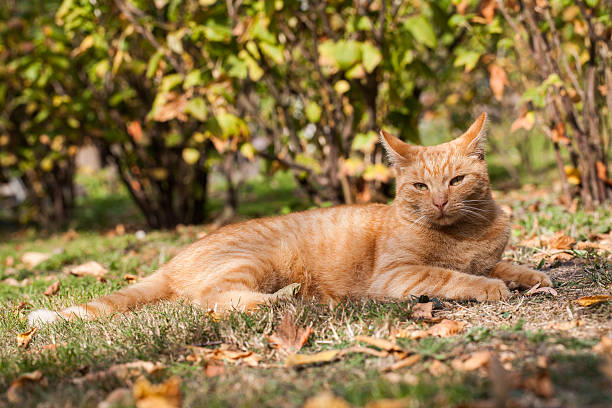istock cat resting  in the garden 491792426