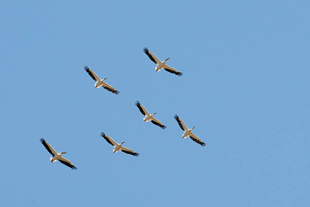 istock Flying flock of White Pelicans 491793002