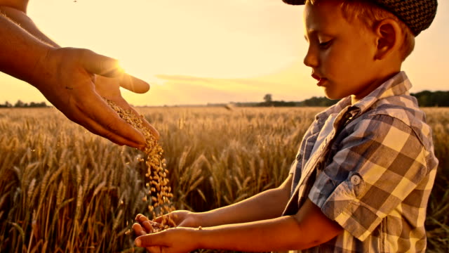 SLO MO Father pouring corn maize into child's hand