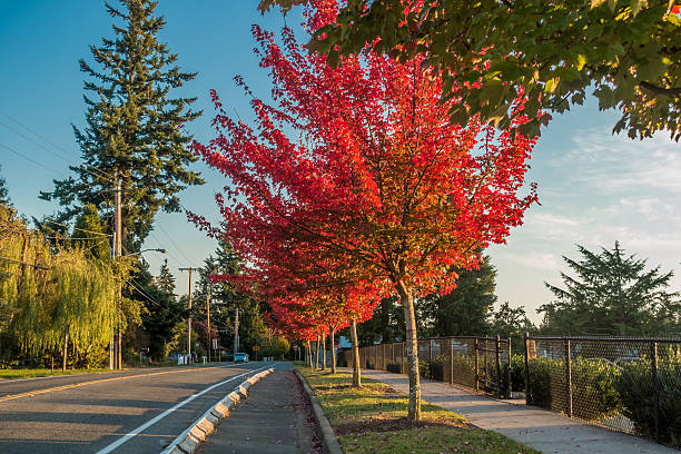 istock Autumn Orange In Des Moines 491799580
