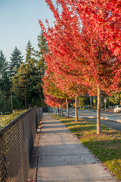 istock Autumn Orange In Des Moines 4 491799806