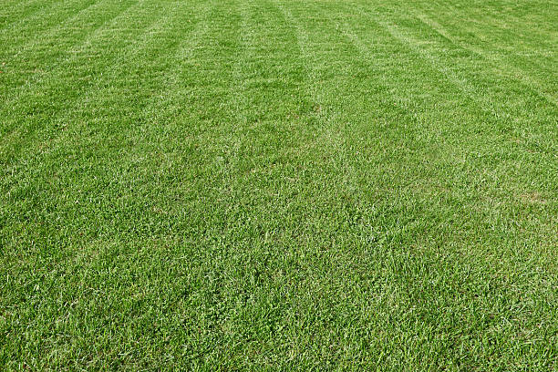 istock Natural green trimmed grass field 491800630