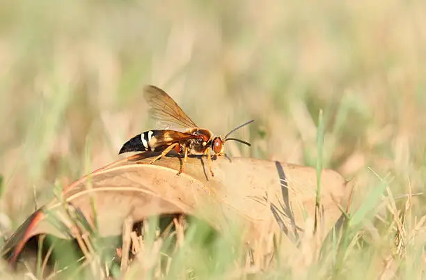 Cicada killer sitting on a dry leaf.