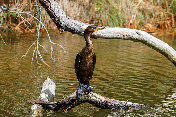 Double-Crested Cormorant (Phalacrocorax auritus) Relaxing On a Dead Tree Branch A Double Crested Cormorant (Phalacrocorax auritus) perched on a dead tree branch that had fallen into the water. cormorant stock pictures, royalty-free photos & images