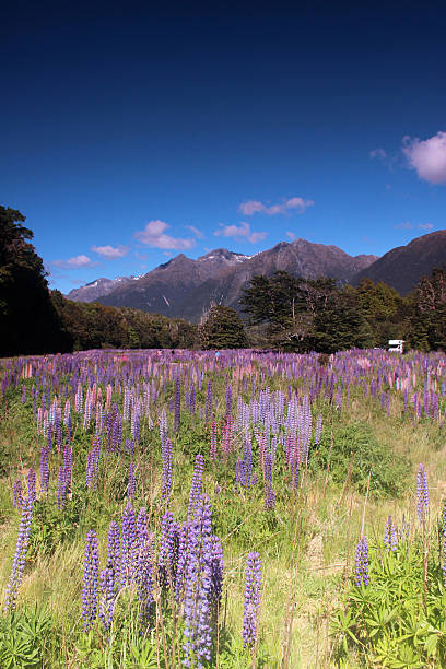 istock Lupin flowers with Moutain range in background 491801694