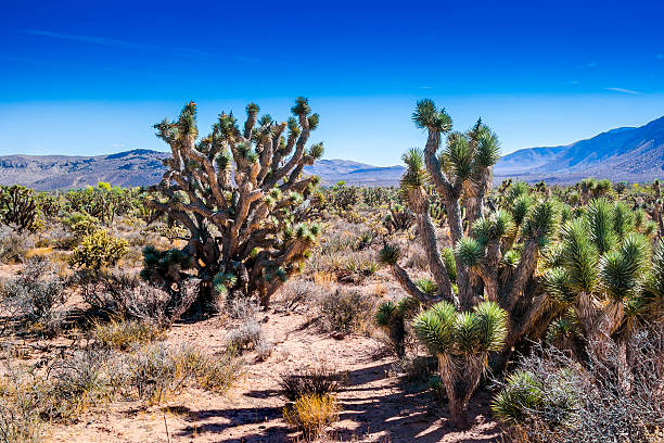 mojave - mojave yucca photos et images de collection