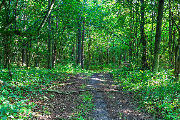 istock Wild european forest in summer 491802624