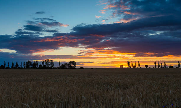 istock Landscape with orange sunset sky over filed and trees 491803198