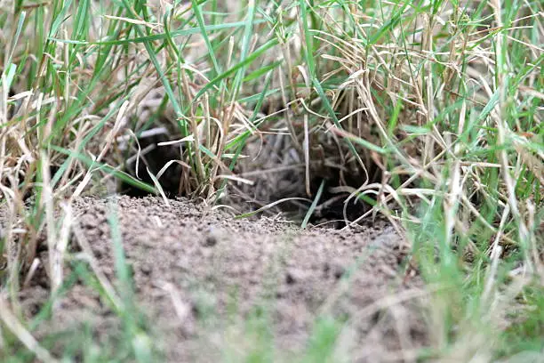 Two neighboring cicada killer burrows.