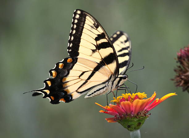 istock tiger swallowtail on zinnia 491803610