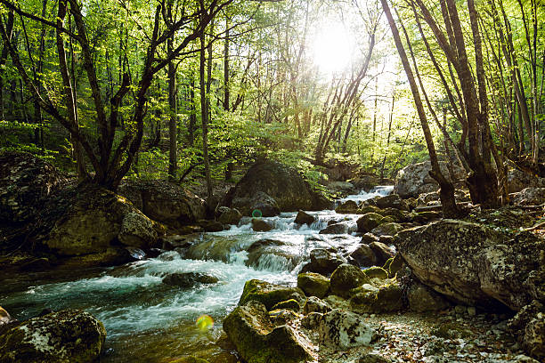 istock Mountain River in the wood 491803746