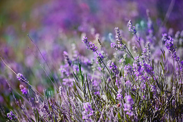 istock Colourful garden Lavender flower on a summer day 491803792