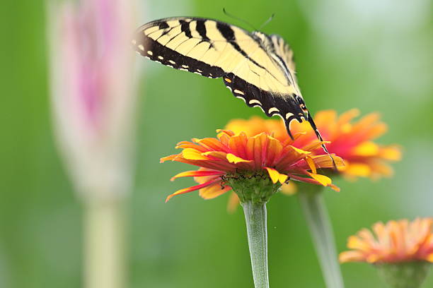 istock tiger swallowtail & zinnias 491804012