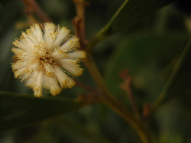 istock wild flower with a green leaves background 491804694