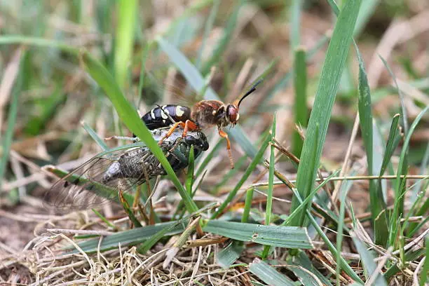 Cicada killer dragging a cicada through grass.