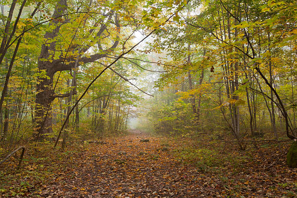 murrayfield park - massachusetts the berkshires autumn mountain zdjęcia i obrazy z banku zdjęć