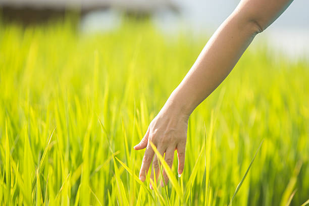 istock Hand woman touch in wheat field. 491806648