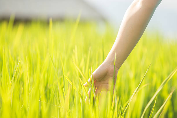 istock Hand woman touch in wheat field. 491806676