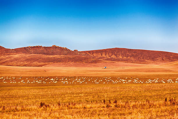 da pradaria scenic - prairie wide landscape sky imagens e fotografias de stock