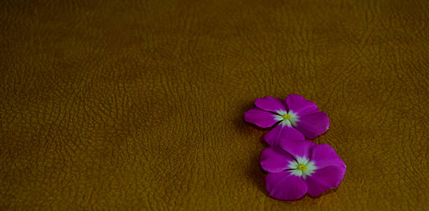 istock Flowers, tropical, nature 491810854