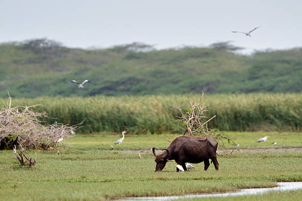 wild water buffalo in bundala parco nazionale sri lanka - buffalo bayou foto e immagini stock