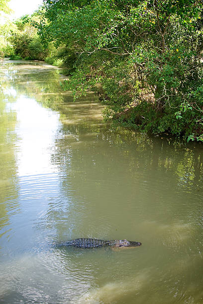 istock Alligator in the Bayou 491811330