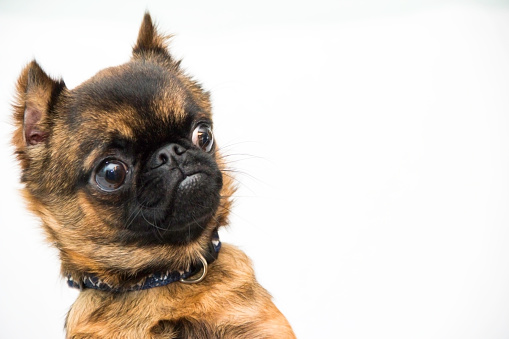 A Brussels Griffon with a clear look of surprise. 