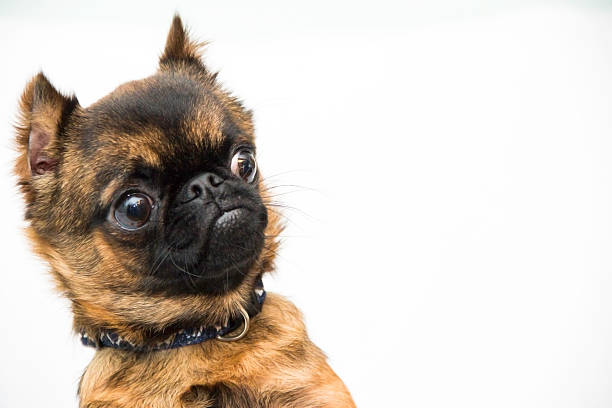 1,575,786 Funny Animal Stock Photos, Pictures & Royalty-Free Images - iStock | Funny dog, Funny, Funny face 1,575,786 Funny Animal Stock Photos, Pictures & Royalty-Free Images - iStock | Funny dog, Funny, Funny face