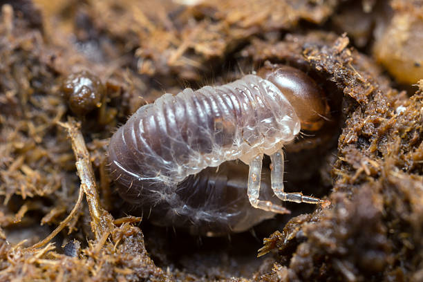 istock Dung beetle larva in cow dung 491811560