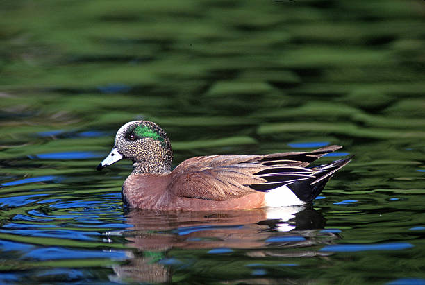 숫나사 칠레식 widgeon (anas 아메리카나 - american wigeon 뉴스 사진 이미지