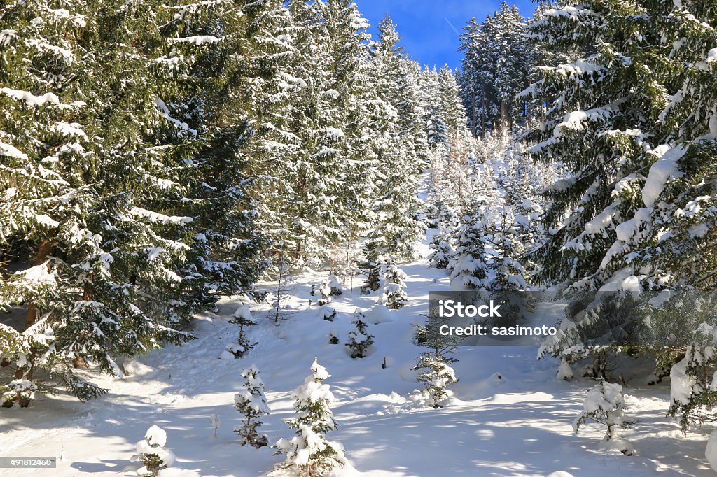 Pine trees covered in snow during winter Branched of Pine trees covered in snow during winter in the forest in Austria. 2015 Stock Photo